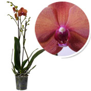 Orchide papillon Orange, Phalaenopsis